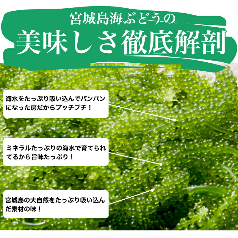 楽天市場 生海ぶどう たっぷり500g 美ら海で有名な宮城島で採れた海ぶどう 2セット購入で送料無料 海のキャビアとも称される味をお楽しみください 海ぶどう 沖縄お土産通販かまどおばぁの店