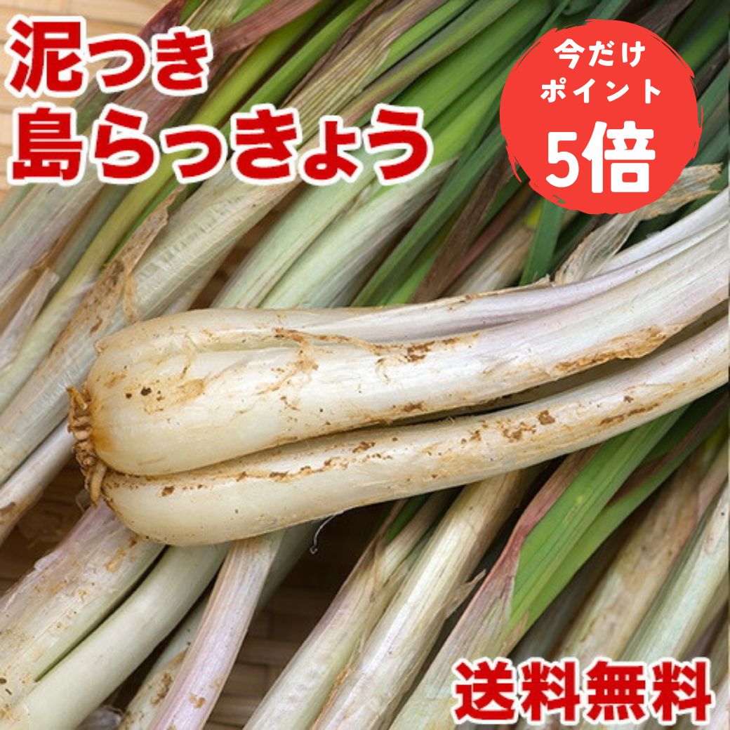 楽天市場】【送料無料】大人買い 伊江島産島らっきょう 5kg ※只今の