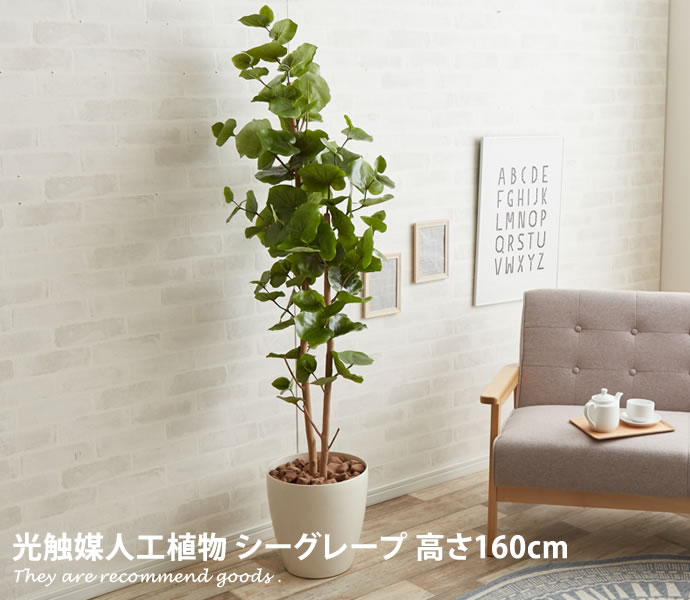 楽天市場 24時間限定 店内全品16 Off シーグレープ 観葉植物 Grape Sea 消臭 室内 1m60cm 植物 オフィス グリーン 癒し ギフト プレゼント イミテーショングリーン 160cm 人工 大型 抗菌 おしゃれ 光触媒 防菌 造花 インテリアショップ イーナ