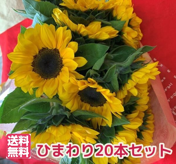 楽天市場】【ケース販売：20入】 ひまわり：向日葵（ミス