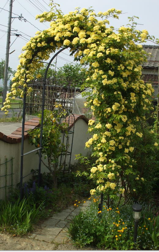 楽天市場 フラワーアーチ クレメント No 217 幅100 高さ210 奥行52cm 日本製 薔薇アーチ バラアーチ ガーデンアーチ おしゃれ ガーデニング パーゴラ 園芸 庭 フラワーアレンジ ローズ ラティス 丈夫 しっかり 長持ち つるバラ 誘引 Greengarden グリーンガーデン 小林