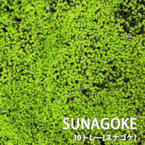 セット トレーサイズ300mm 600mm 10トレー スナゴケ 植え替え トレーサイズ300mm 600mm 化粧 コケリウム 石s直送花 ガーデン Diy テラリウム 苔玉 砂苔 石s直送 おしゃれ農作業着専門店エフィルス 産地直送だから 新鮮 美しさそのままに 島根県からお届け コケリウム セット トレーサイズ300mm 600mm 10トレー スナゴケ 植え替え トレーサイズ300mm 600mm 化粧 コケリウム 石s直送花 ガーデン Diy テラリウム 苔玉 砂苔 石s直送 おしゃれ農作業着専門店エフィルス 産地直送だから 新鮮 美しさそのままに 島根県からお届け コケリウム