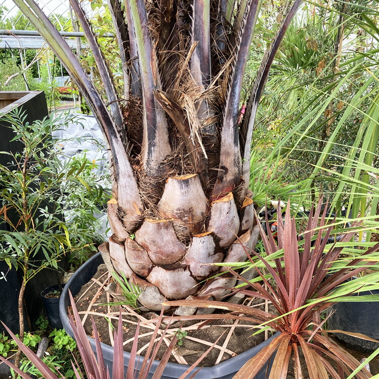 人気定番 現品お届け ココスヤシ No 2 本州のみ配送可能 植栽は別途 ヤシの木 シンボルツリー 庭 植木 庭木 おしゃれ 藍庭 Fucoa Cl