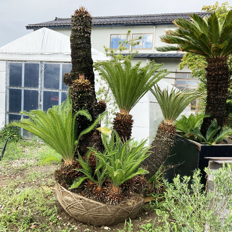 円高還元 現品お届け ソテツ No 1 本州のみ配送可能 植栽は別途 蘇鉄 シンボルツリー 庭 植木 庭木 おしゃれ 藍庭 Smartpipe Com Br