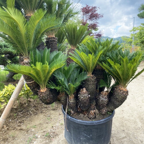 現品お届け ソテツ No 2 おしゃれ シンボルツリー 庭 庭木 本州のみ配送可能 植木 植栽は別途 藍庭 蘇鉄 超話題新作 No 2