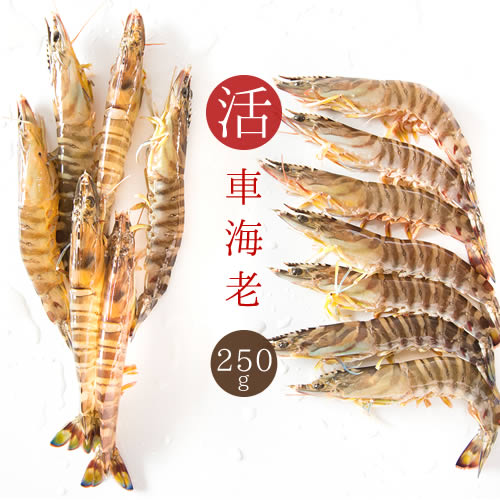 楽天市場 車海老 活 活車海老 約250g 約7 12尾入り 送料無料 えび 刺身 車エビ 活車海老 活きエビ お歳暮 ギフト 笑顔セレクト