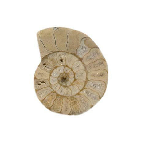 アンモナイト標本 2個セット アンモナイト化石標本【天然石】2つセット | setos-stone