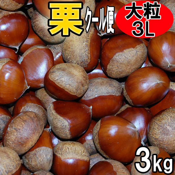 クール便　愛媛の栗　生栗　秀品　３Ｌサイズ　３ｋｇ　送料無料
