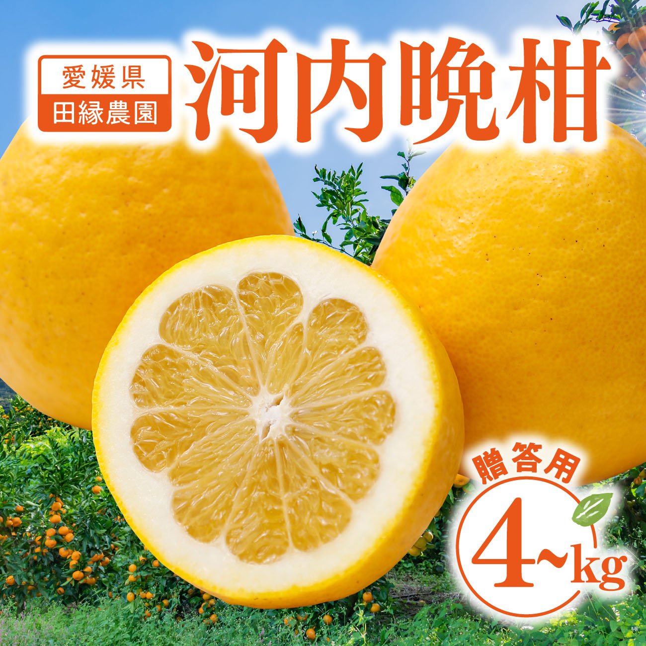 愛媛県伊方町 河内晩柑【贈答用】4kg・8kg（M～3L）4月中旬から発送｜田縁農園 産地直送 柑橘 フルーツ ギフト 母の日 父の日 期間限定 送料無料