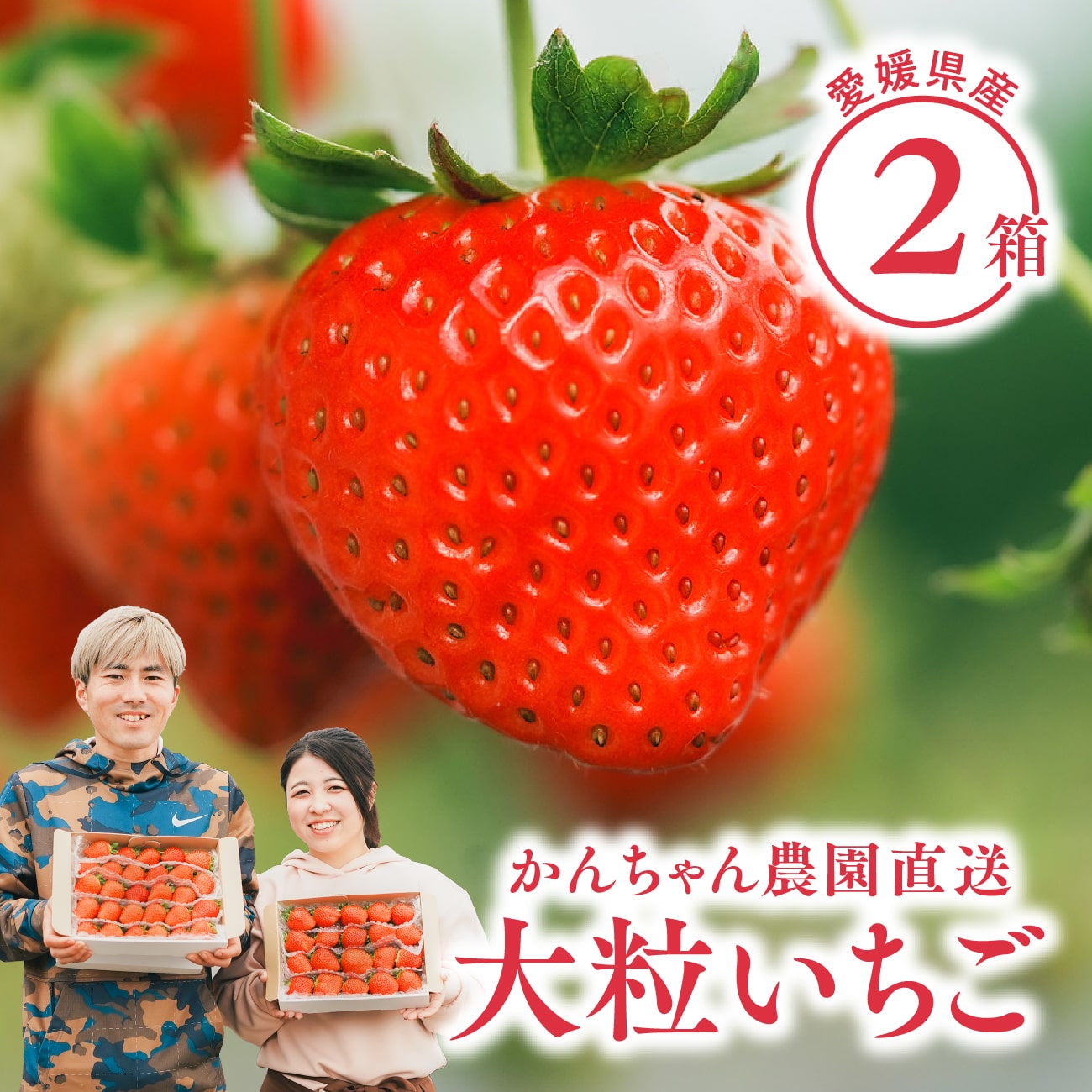 【楽天市場】【 送料無料 】新鮮朝採り 宇和いちご 大粒1箱｜かん