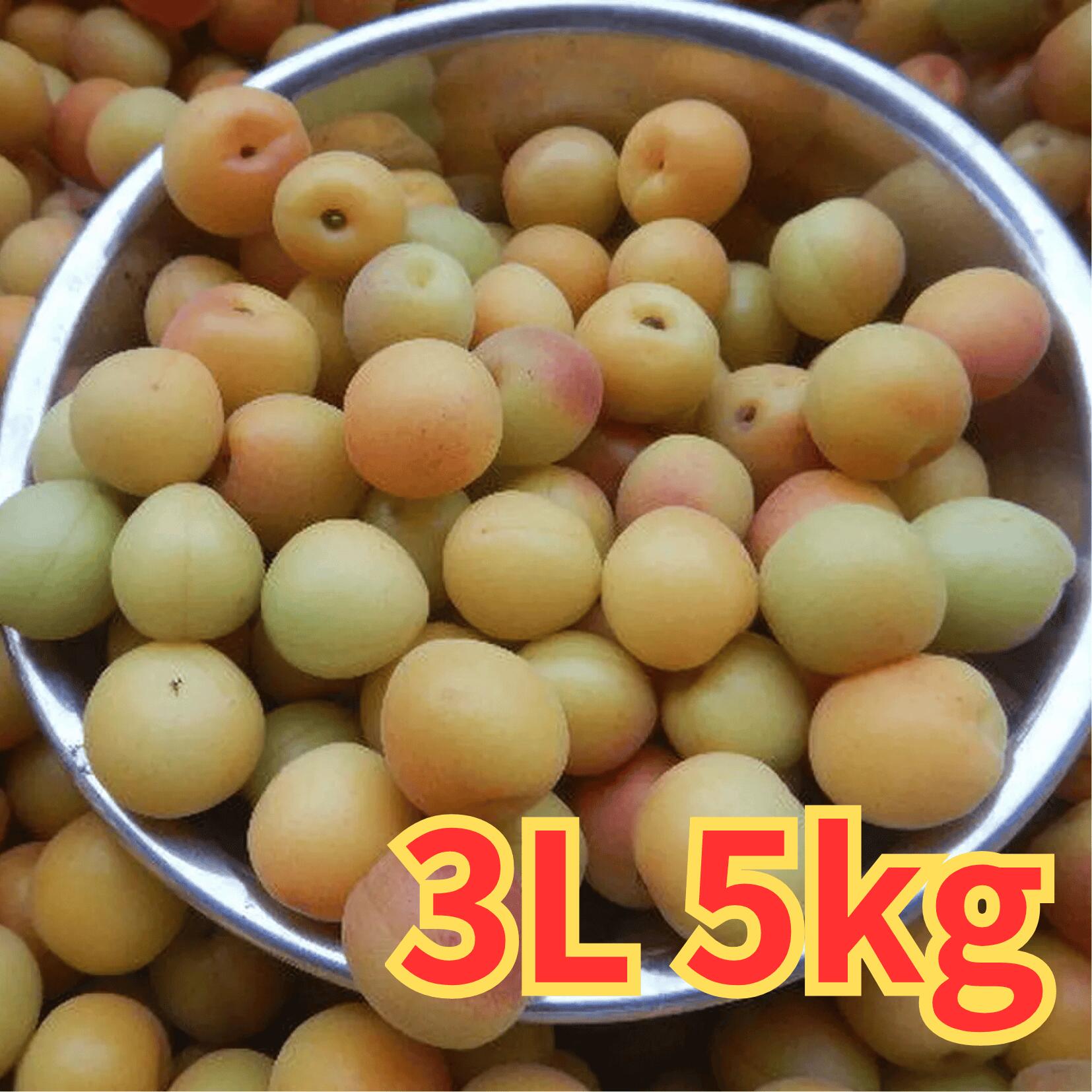 【畑中農園】七折小梅3L 七折産5kg [1ケース]