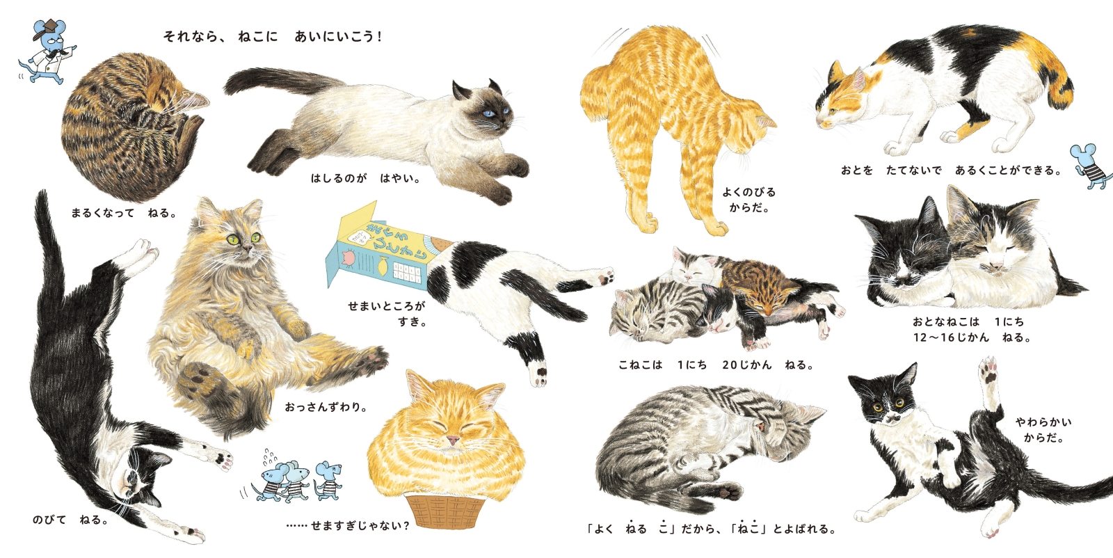 楽天市場 送料込み ねこ大好き 絵本 セット ねこのずかん なまえのないねこ ねこはるすばん 幼児 ３歳から ねこ 絵本 プレゼント 人気 大人 動物 ギフト 無料ラッピング きりむら好文堂書店