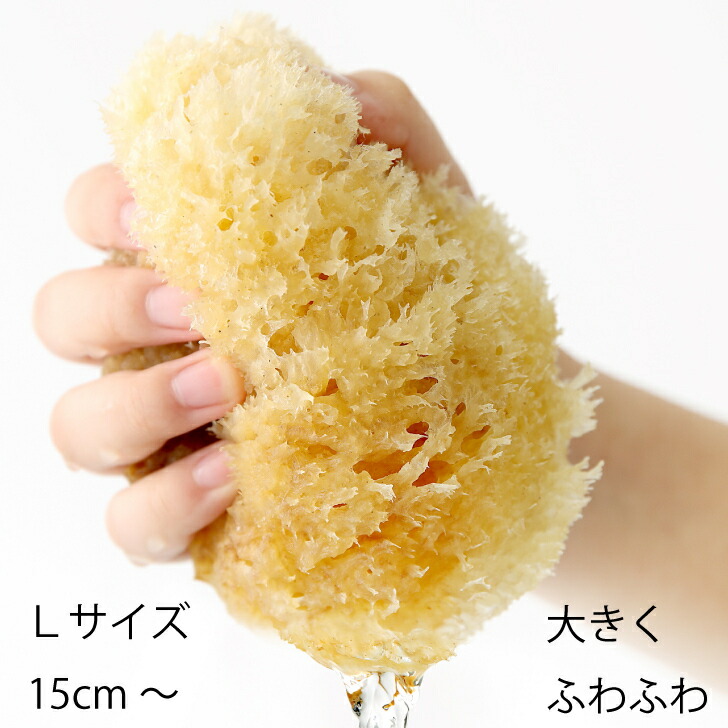 海綿スポンジ　世界最大？ compass1631841604.jpg
