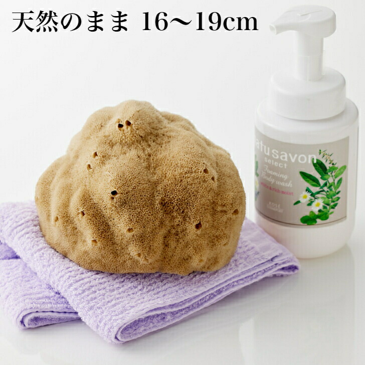 天然海綿スポンジ ボディケア フットマッサージ やさしくお肌の汚れをとります 柔らかいスポンジ 天然スポンジ 最高級 シルク種L 乾燥時幅15～18ｃｍ 水で膨らみます ナチュラル色L 送料無料