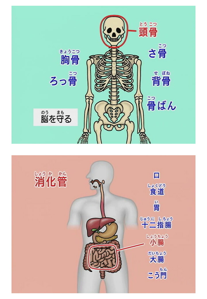 楽天市場 わかるよ 体のしくみ 小学生の理科 Dvd 日本語 送料無料 正規販売店 にっく映像 Nikk映像 マンガ アニメで覚える 小学生 教育 クイズ 知育 教材 子供 家庭学習 自宅学習 宿題 英語伝 Eigoden