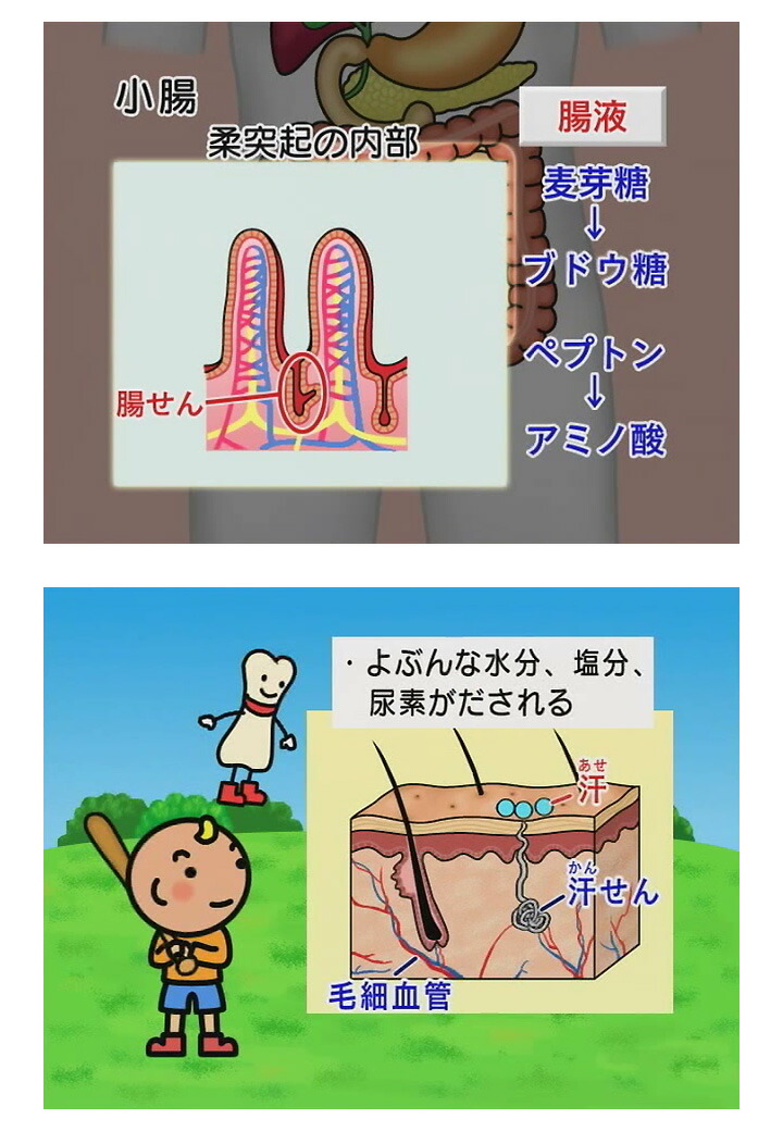 楽天市場 わかるよ 体のしくみ 小学生の理科 Dvd 日本語 送料無料 正規販売店 にっく映像 Nikk映像 マンガ アニメで覚える 小学生 教育 クイズ 知育 教材 子供 家庭学習 自宅学習 宿題 英語伝 Eigoden