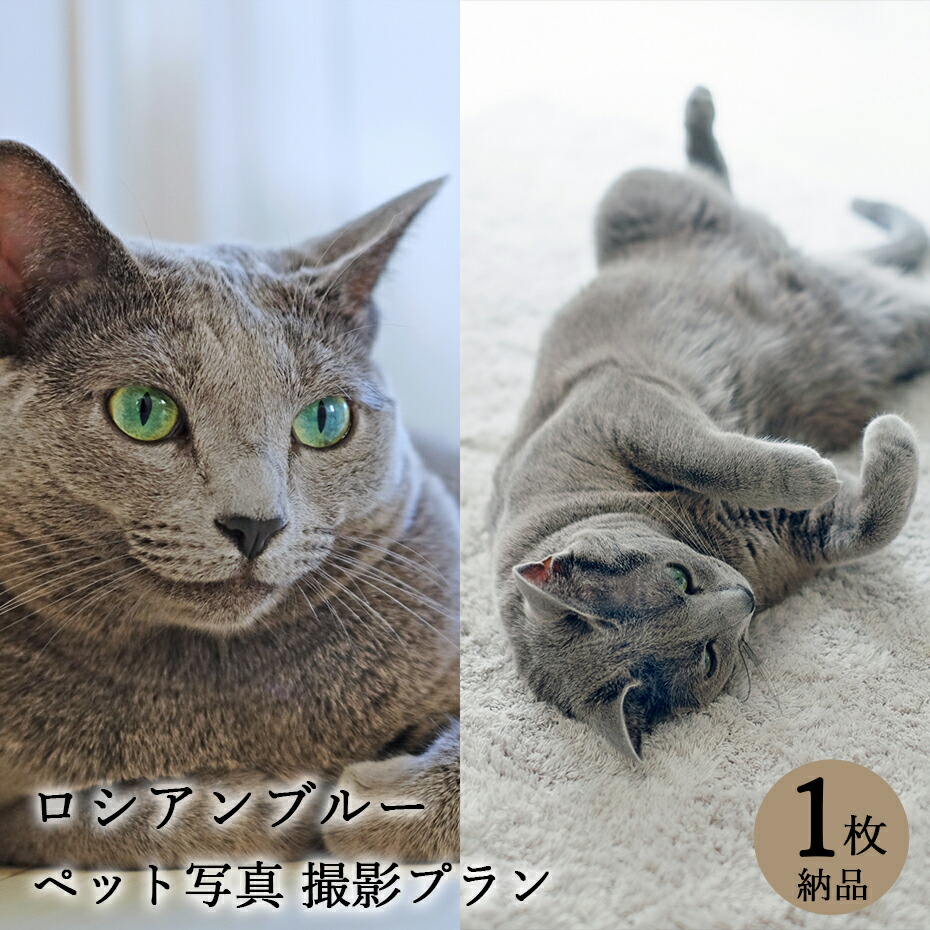 売れ筋 猫 ねこ ロシアンブルー 1枚 納品 ペット ペット写真 思い出 記念日 写真館