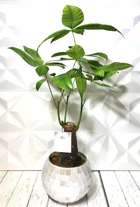 実物現品辺際 パキラ エトワールガラスしゃれこうべ御付き 観葉植物 ミニ観葉植物 5ナンバー鉢 貨物輸送無料 内装 小意気 鉢植え 戴き物 ママの恒星日 お儀式用 建立祝い 開店祝い 送料無料 Nobhillmusic Com