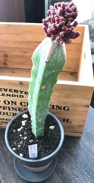 実物現品区割り マミラリア属 New様式 フレッド マミラリア ボカサナ フレッド サボテン 多肉草木 偶 送料無料 Mammillaria Newタイプ フレッド サボテン タニク 希少 送料無料 Maxtrummer Edu Co