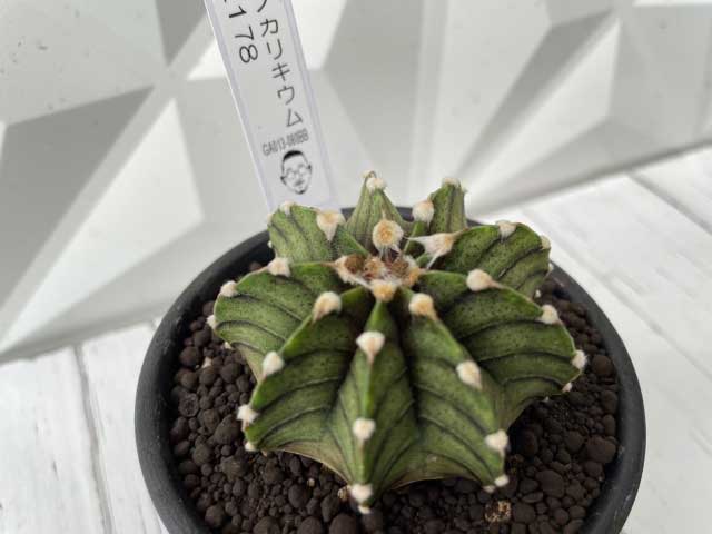 実物現品限り 希少 ギムノカリキウム フリードリッヒィ Lb2178 おもしろ多肉植 多肉植 観葉植物 サボテン オシャレ カワイイ マニア 陶器鉢 Letempslev K7a Com