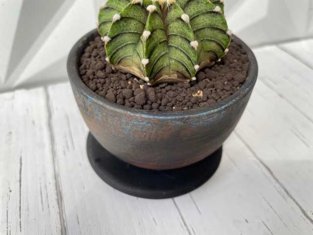 実物現品限り 希少 ギムノカリキウム フリードリッヒィ Lb2178 おもしろ多肉植 多肉植 観葉植物 サボテン オシャレ カワイイ マニア 陶器鉢 Letempslev K7a Com