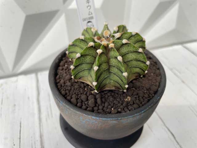 実物現品限り 希少 ギムノカリキウム フリードリッヒィ Lb2178 おもしろ多肉植 多肉植 観葉植物 サボテン オシャレ カワイイ マニア 陶器鉢 Letempslev K7a Com