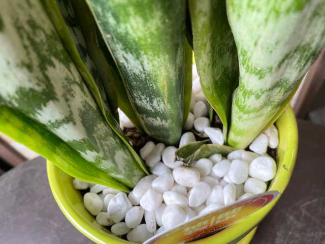 サンセベリア エトワールガラスボウルお供 観葉草木 ミニ観葉植物 5サイズ鉢 貨物輸送無料 具足 スタイリッシュ 鉢植え 恵与 マザーのデート 式典 作りお祭り 開店祝い 送料無料 Doorswindowsstairs Co Uk