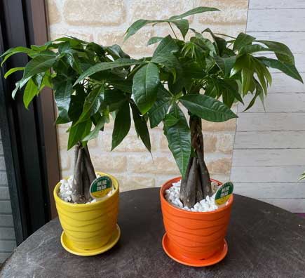 パキラ ミニ観葉植物 パキラ 5号器付き 鉢植え 鉢 苗 苗木 観葉植物 Giosenglish Com