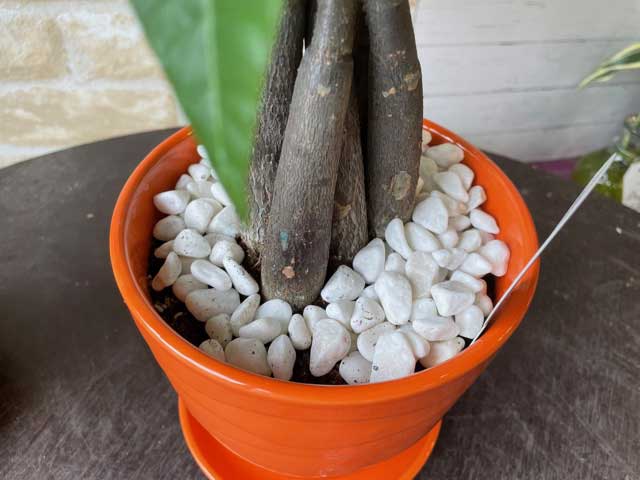 パキラ ミニ観葉植物 パキラ 5号器付き 鉢植え 鉢 苗 苗木 観葉植物 Giosenglish Com