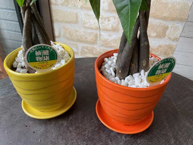 パキラ ミニ観葉植物 パキラ 5号器付き 鉢植え 鉢 苗 苗木 観葉植物 Giosenglish Com