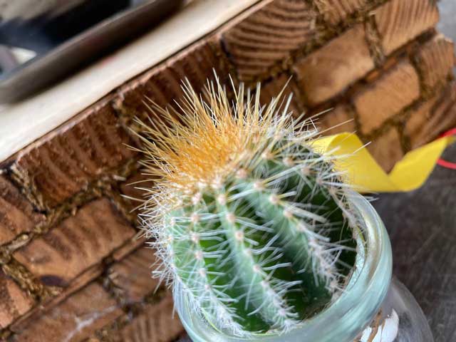 楽天市場 サボテンの水耕栽培 観葉植物 サボテン 種類はお任せ と瓶のセット 誕生日プレゼント 引越し祝い インテリア モダン おしゃれな水耕栽培 ハイドロカルチャー 駅前花市 楽天市場店