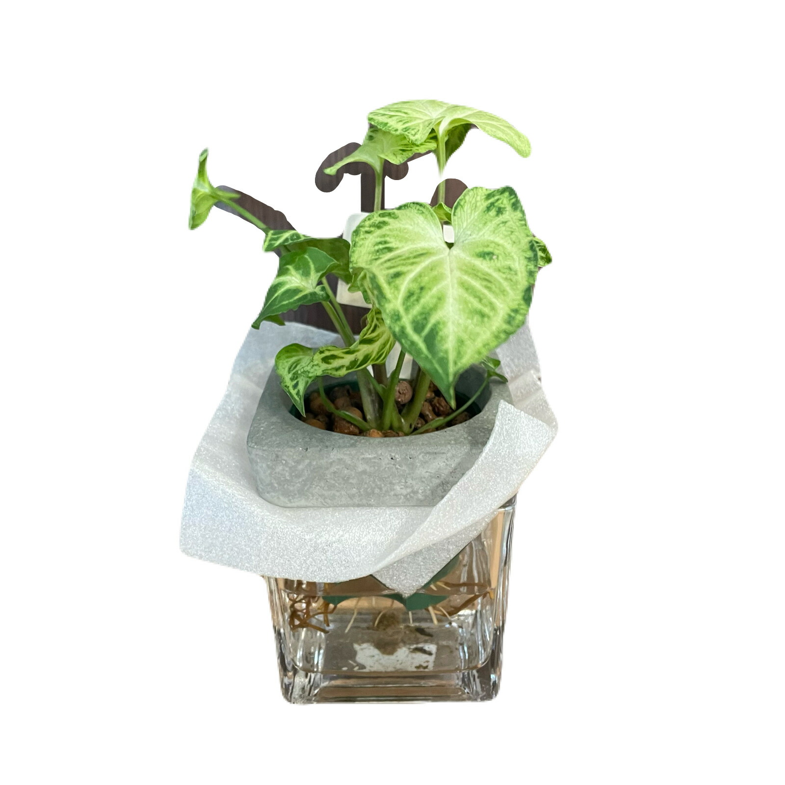 斑入り　シンゴニウム　苗　観葉植物 楽天市場】斑入り シンゴニウム シュリンクハート 3〜3.5号ポット苗