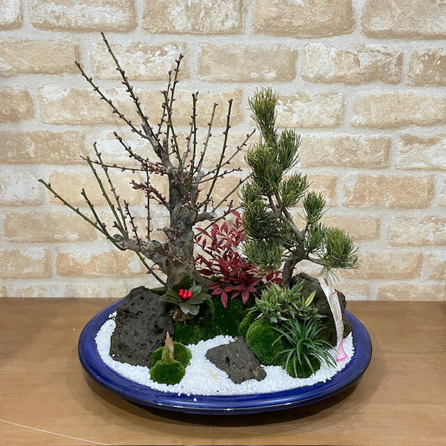 楽天市場】【実物現品限り】盆栽 黒松 鉢植鉢 陶器鉢 父の日 盆栽