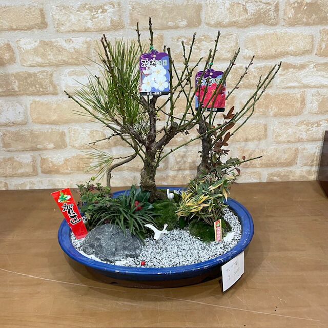 中型松盆栽 苔付き 陶器鉢　赤松 楽天市場】【実物現品限り】盆栽 黒松 鉢植鉢 陶器鉢 父の日 盆栽