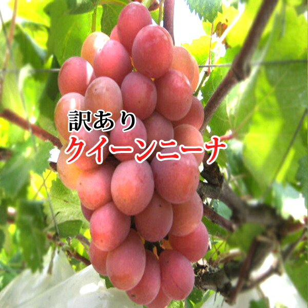 岡山県産クイーンニーナ 4房 楽天市場】【クール便発送】岡山ぶどう 詰め合わせぶどう 4房