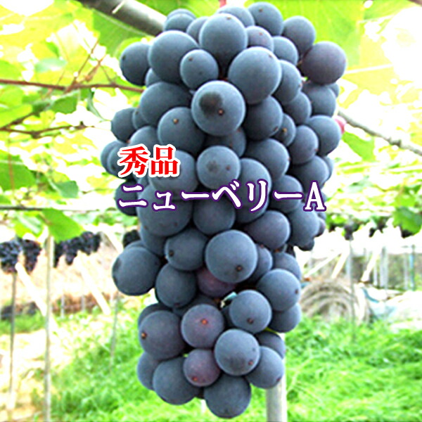 楽天市場】オーロラブラック 青秀 岡山産 2kg 約4房～5房 岡山