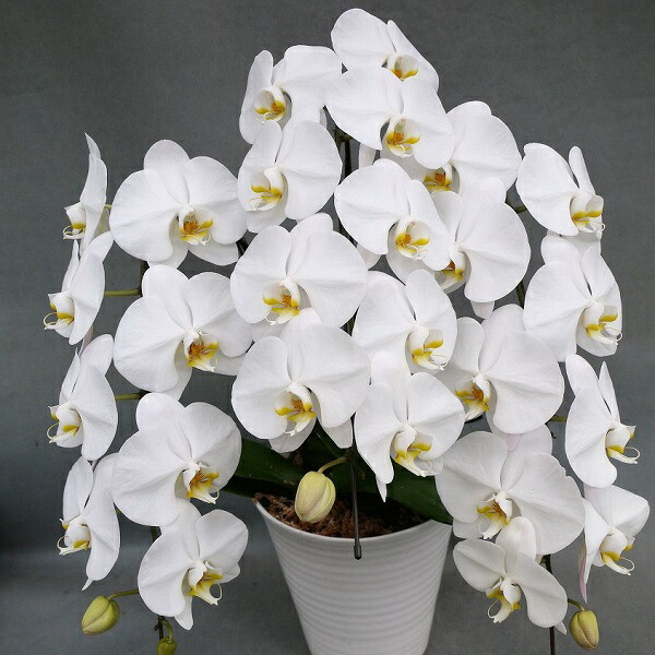 楽天市場 只今ご注文頂くと３３輪 蕾込み 以上にボリュームアップ致します 大輪胡蝶蘭３本立ち 白 ３０輪 蕾込み 以上 送料無料 税込みで１４８００円 花 お供え お祝い コチョウラン こちょうらん 胡蝶蘭 胡蝶蘭 エレガントフラワー