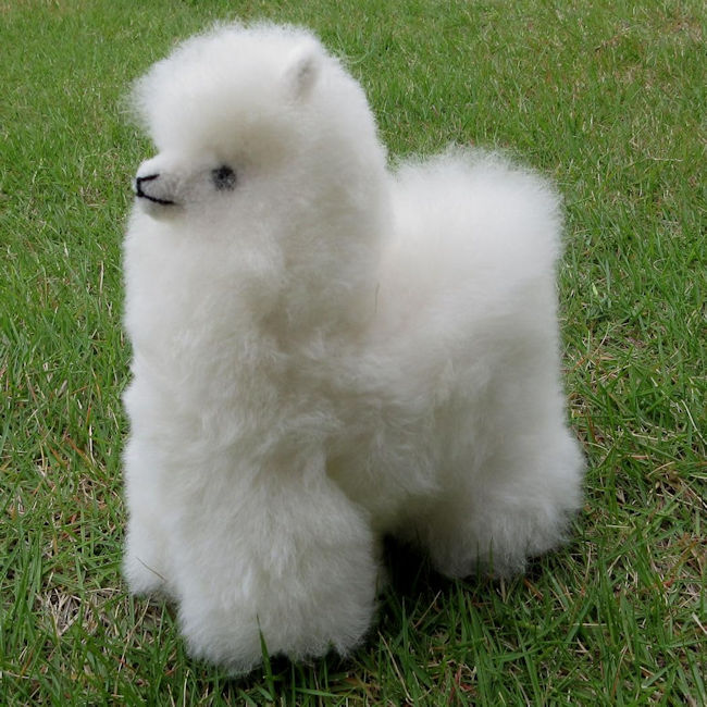 楽天市場】ぬいぐるみ くま テディベア ベビーアルパカ 毛 天然素材