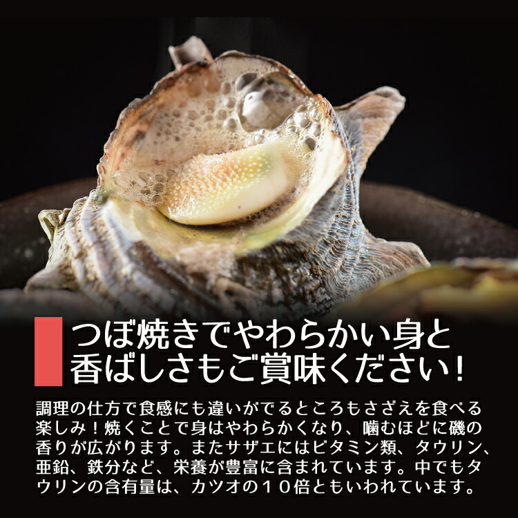 海鮮 qセット 冷凍さざえ 日本海産 冷凍便 徳用3kg