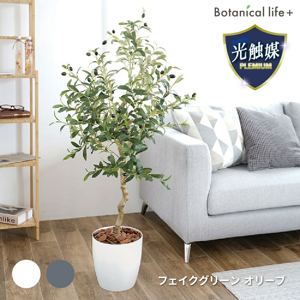アガベの花言葉は？類概念や風水を引き合わせる