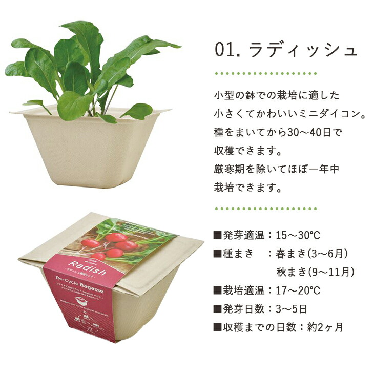 市場 栽培セット Green ラディッシュ サラダホウレンソウ 栽培キット バガスグリーン Bagasse レタス エコポットで育てる野菜栽培セット ミニキャロット 市場 栽培セット Green ラディッシュ サラダホウレンソウ 栽培キット バガスグリーン Bagasse レタス エコポットで育てる野菜栽培セット ミニキャロット