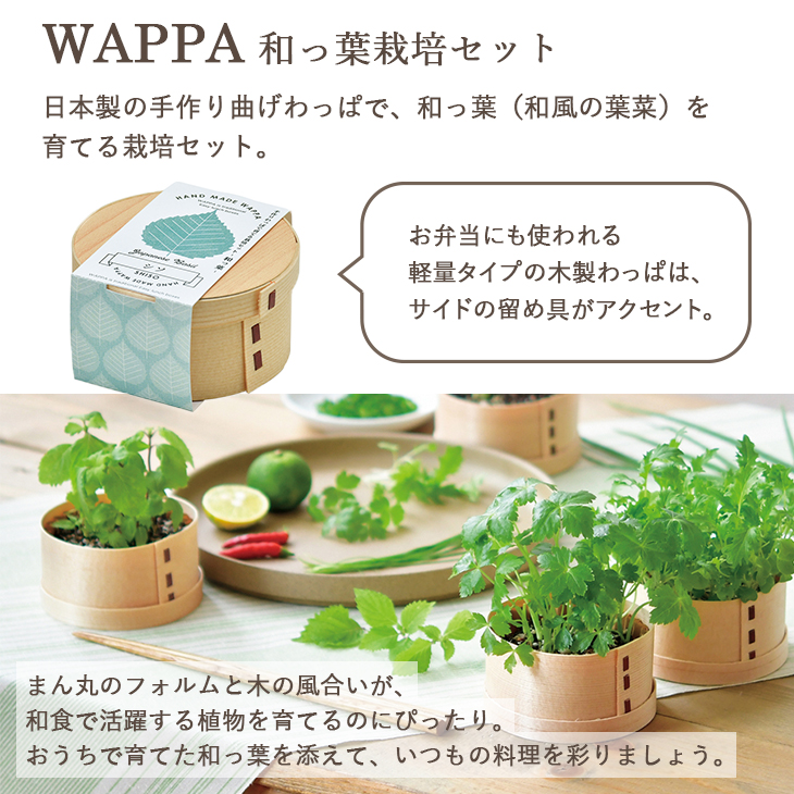 栽培セット 栽培キット コネギ 葱 大葉 野菜 水菜 三つ葉 ねぎ Wappa シソ 紫蘇 ミツバ ミズナ 薬味 和っ葉栽培セット