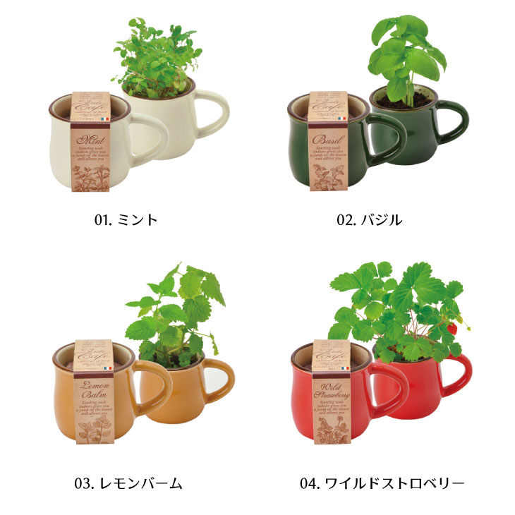 楽天市場 Verde Cafe ヴェルデカフェ 全4種 ミント バジル レモンバーム ワイルドストロベリー Gd549 聖新陶芸 栽培セット 栽培キット 室内栽培 室内園芸 キッチン菜園 キッチンガーデン ハーブ 自給自足 エミオークガーデンショップ