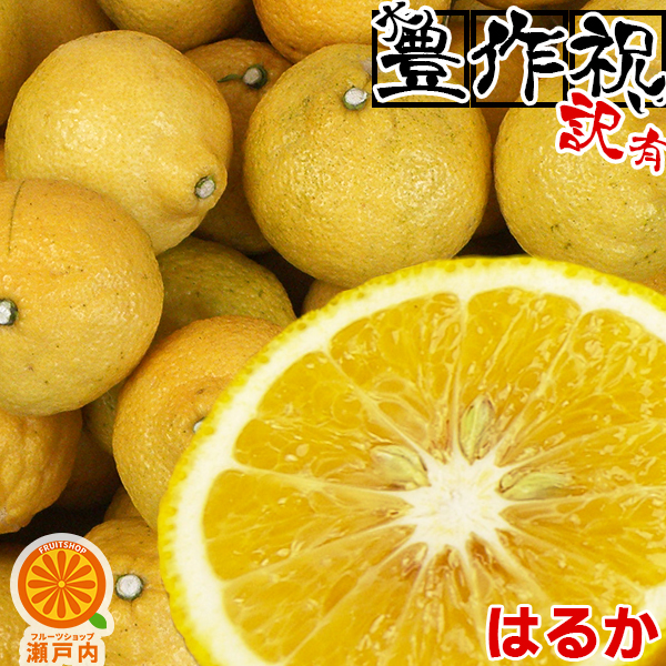 楽天市場】愛媛産 はるか 5kg 訳あり【送料無料(一部地域除く)】不揃い