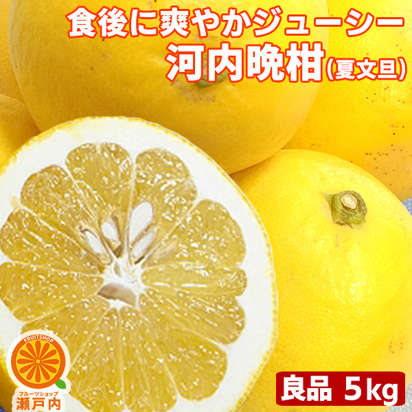 【プレミアム柑橘】河内晩柑 和グレープフルーツ 11個約4.2kg 愛媛のま農園