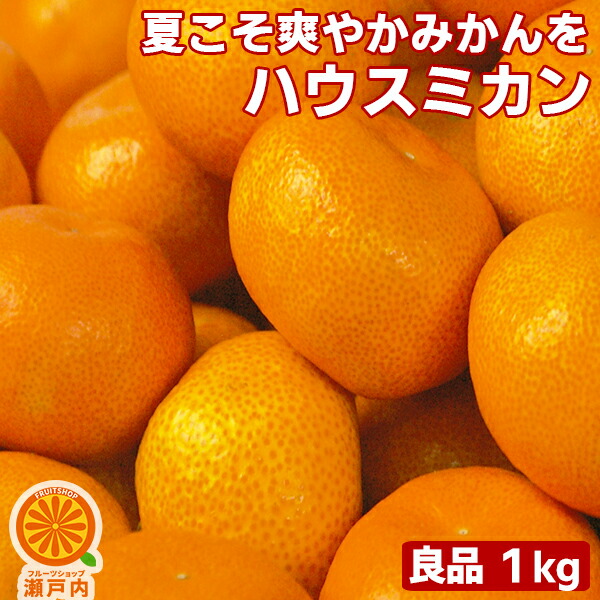 こちらでは購入できません【愛媛県産】すもも　大きめのもの２キロ 楽天市場】愛媛産 高原のすもも 訳あり 約2.8kg【クール便送料