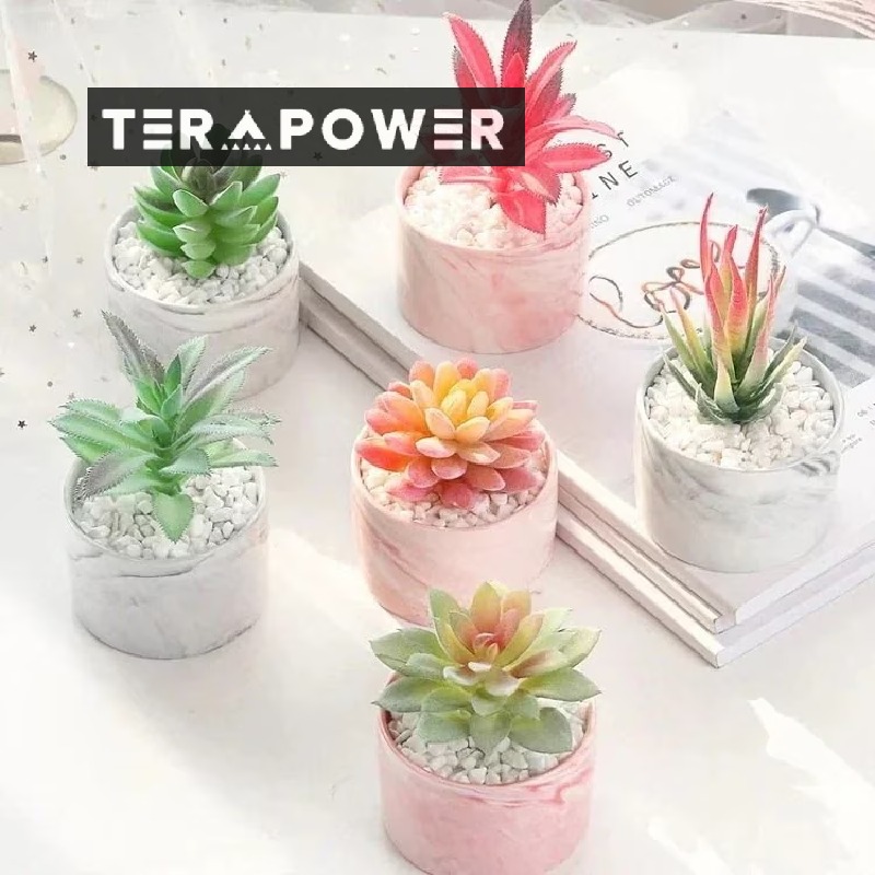 楽天市場】多肉植物 エケベリアカット苗 大小ミックス6個セット 寄せ