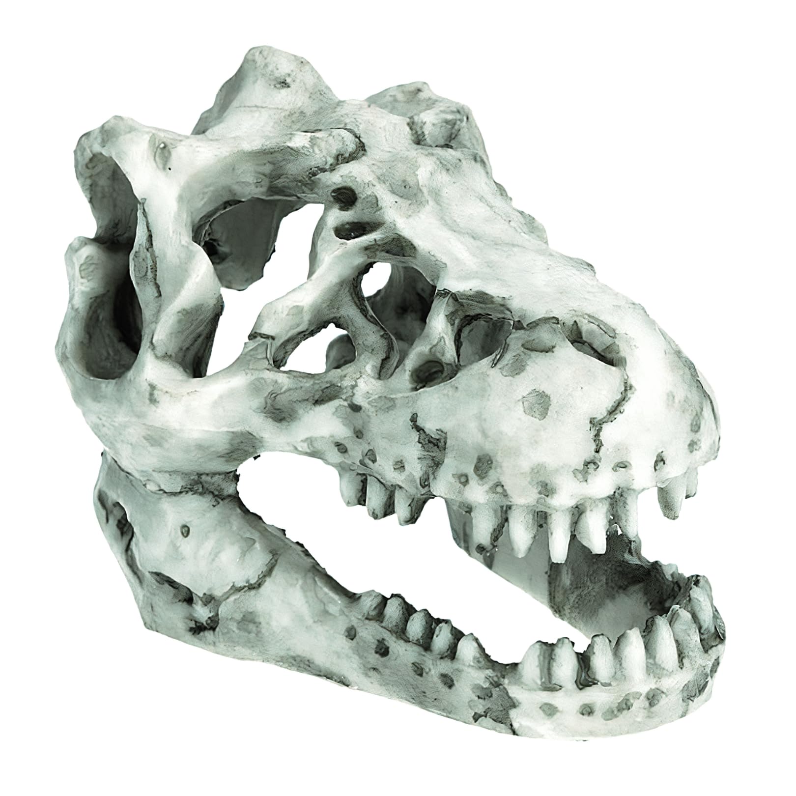 楽天市場】水族館テラリウム水槽恐竜スカルボーンレジンオーナメント