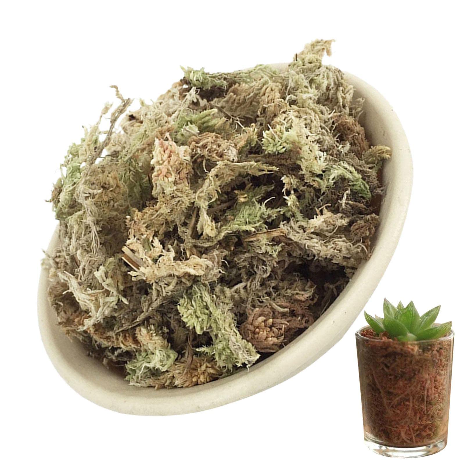 洋ラン水苔【最上級品質A A A A】1キロ 水苔 ニュージーランド産 aaaa」の人気商品一覧 | 安い商品を