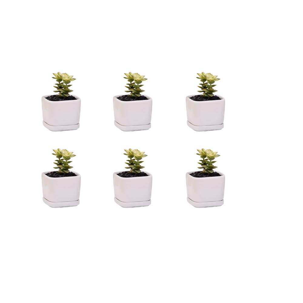 ミニ6仕かける 2x2x1.65in まっ四角 今めかしい ミニマリスト 白いこと陶芸 多肉植物 ミニプランターポット/風窓ボックス席 平円盤付き添い人 (6、2in) その他-日用品雑貨・文房具・手芸